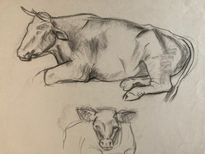 Dessin Fusain noir Vache art Deco A Identifier 1960 Animal Ferme Taureau