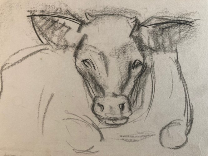 Dessin Fusain noir Vache art Deco A Identifier 1960 Animal Ferme Taureau