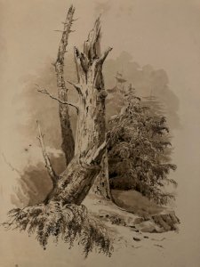 Dessin Lavis Encre Sur Papier XIXe 1850 Drawing Peinture Arbre Tronc Nature Old