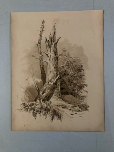 Dessin Lavis Encre Sur Papier XIXe 1850 Drawing Peinture Arbre Tronc Nature Old