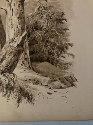 Dessin Lavis Encre Sur Papier XIXe 1850 Drawing Peinture Arbre Tronc Nature Old