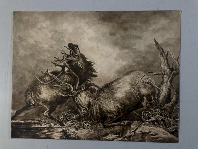 Dessin Lavis Encre Sur Papier XIXe 1850 Drawing Peinture Cerf Chasse Combat Old