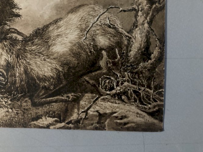 Dessin Lavis Encre Sur Papier XIXe 1850 Drawing Peinture Cerf Chasse Combat Old