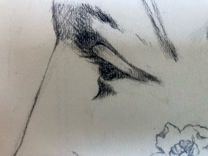 Dessin  Mine De Plomb Visage Nez Œil Bouche XIXe portrait 1880 Fleur Fleurs Art