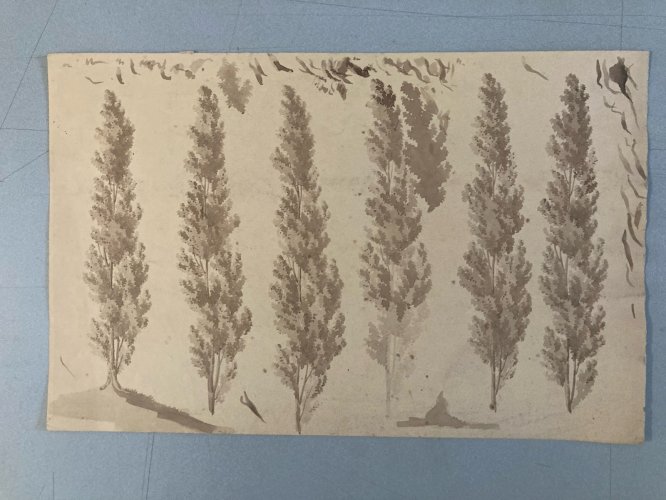 Dessin XIXe 1820 Art Encre Lavis Étude Ancien Arbre Sapin Feuille