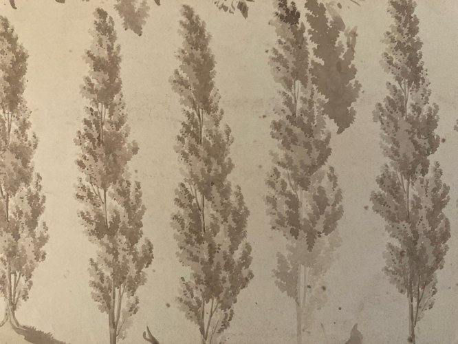 Dessin XIXe 1820 Art Encre Lavis Étude Ancien Arbre Sapin Feuille