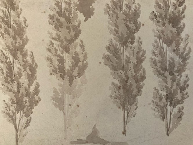 Dessin XIXe 1820 Art Encre Lavis Étude Ancien Arbre Sapin Feuille