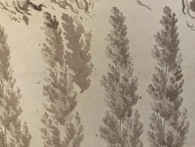 Dessin XIXe 1820 Art Encre Lavis Étude Ancien Arbre Sapin Feuille