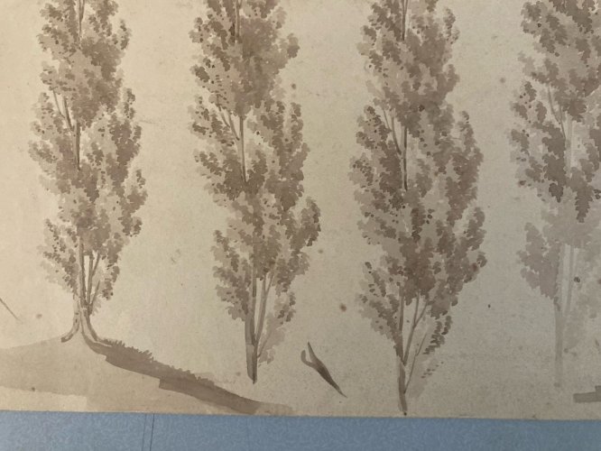 Dessin XIXe 1820 Art Encre Lavis Étude Ancien Arbre Sapin Feuille