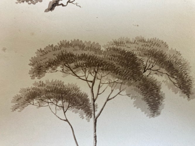 Dessin XIXe 1820 Encre Lavis Étude Ancien Arbre Branche Art Feuille Botanique