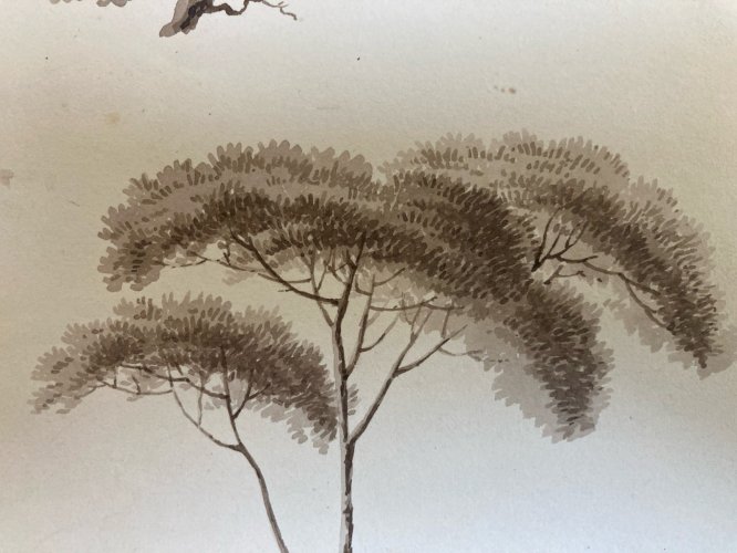 Dessin XIXe 1820 Encre Lavis Étude Ancien Arbre Branche Art Feuille Botanique