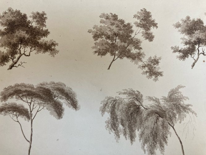 Dessin XIXe 1820 Encre Lavis Étude Ancien Arbre Branche Art Feuille Botanique