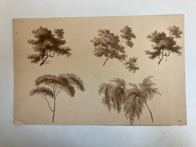 Dessin XIXe 1820 Encre Lavis Étude Ancien Arbre Branche Art Feuille Botanique