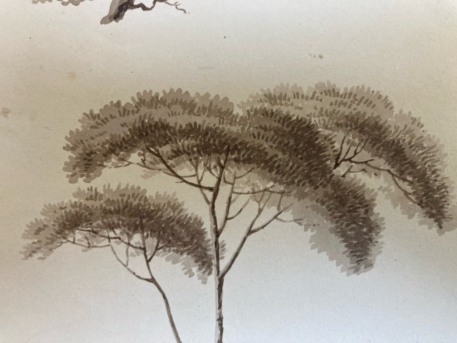 Dessin XIXe 1820 Encre Lavis Étude Ancien Arbre Branche Art Feuille Botanique