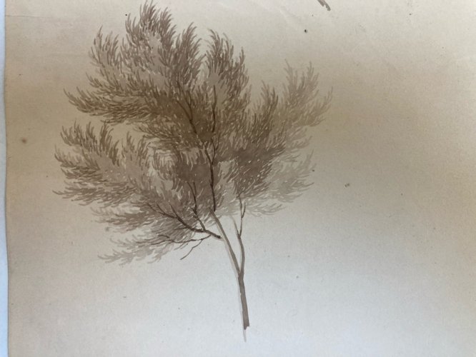 Dessin XIXe 1820 Encre Lavis Étude Ancien Arbre Branche Feuille Botanique Art