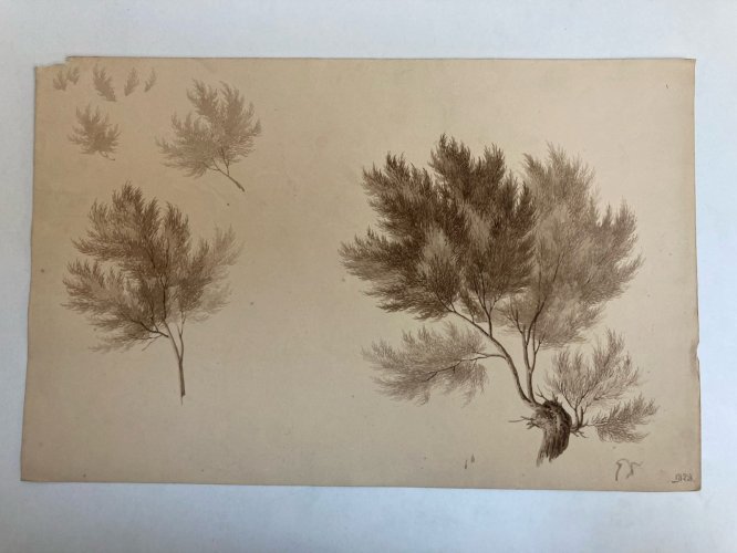 Dessin XIXe 1820 Encre Lavis Étude Ancien Arbre Branche Feuille Botanique Art