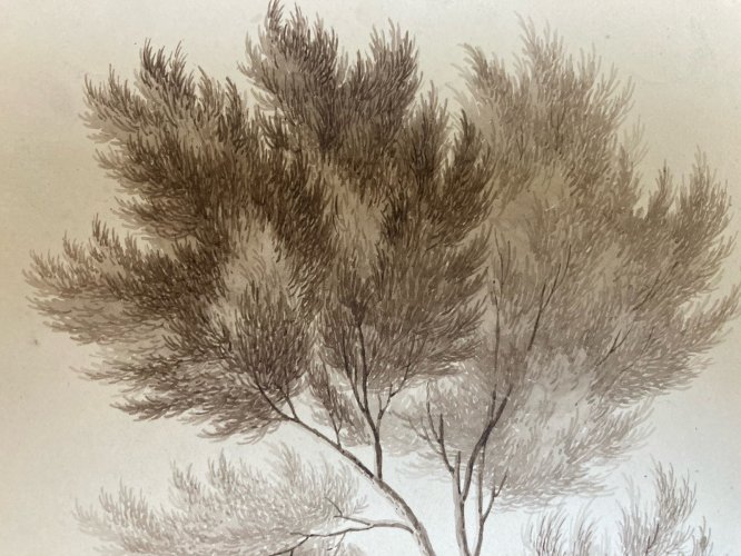 Dessin XIXe 1820 Encre Lavis Étude Ancien Arbre Branche Feuille Botanique Art
