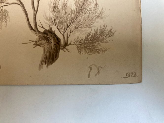 Dessin XIXe 1820 Encre Lavis Étude Ancien Arbre Branche Feuille Botanique Art