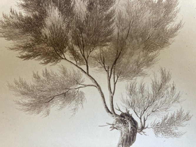 Dessin XIXe 1820 Encre Lavis Étude Ancien Arbre Branche Feuille Botanique Art