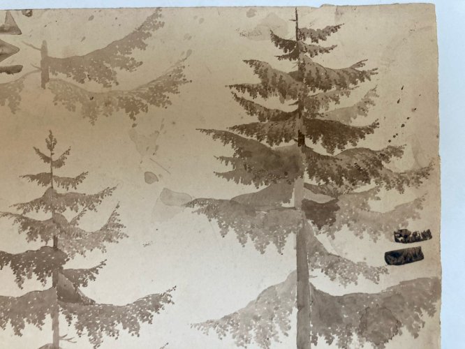 Dessin XIXe 1820 Encre Lavis Étude Ancien Arbre Sapin Art Feuille