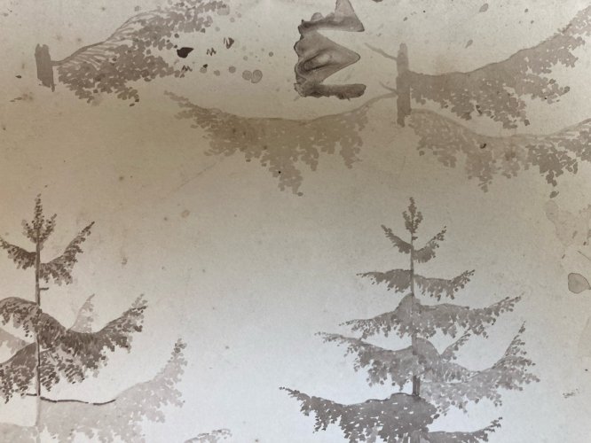 Dessin XIXe 1820 Encre Lavis Étude Ancien Arbre Sapin Art Feuille