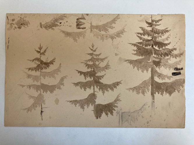 Dessin XIXe 1820 Encre Lavis Étude Ancien Arbre Sapin Art Feuille