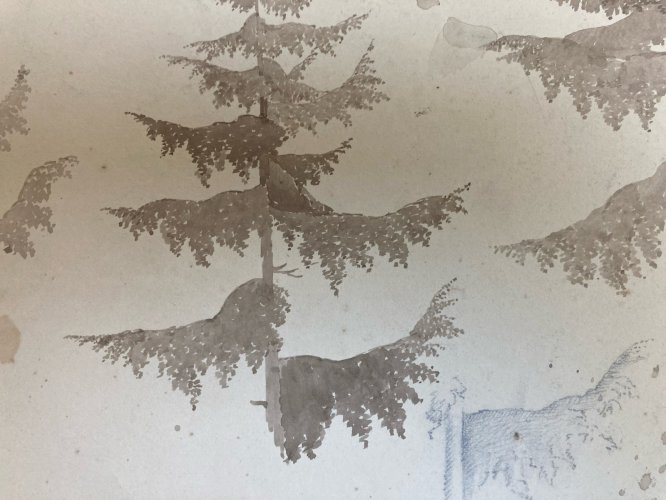 Dessin XIXe 1820 Encre Lavis Étude Ancien Arbre Sapin Art Feuille