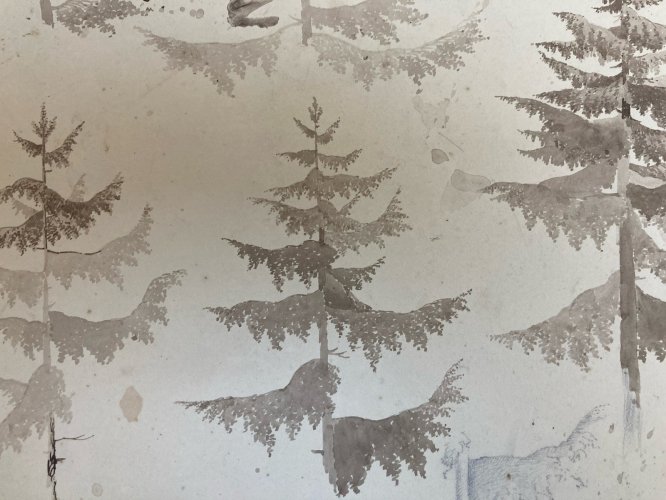 Dessin XIXe 1820 Encre Lavis Étude Ancien Arbre Sapin Art Feuille