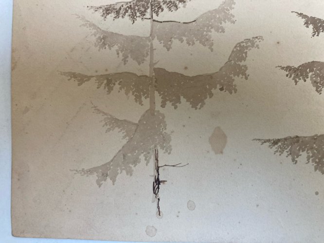 Dessin XIXe 1820 Encre Lavis Étude Ancien Arbre Sapin Art Feuille