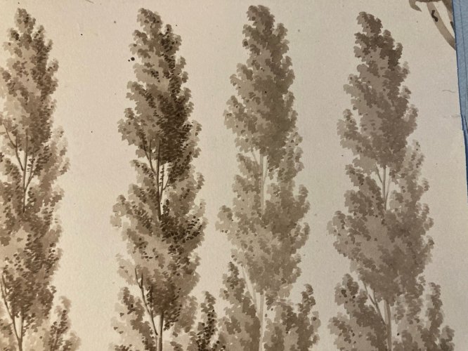 Dessin XIXe 1828 Encre Lavis Étude Ancien Arbre Branche Art Feuille