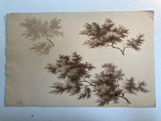 Dessin XIXe 1828 Encre Lavis Étude Ancien Arbre Branche Art Feuille