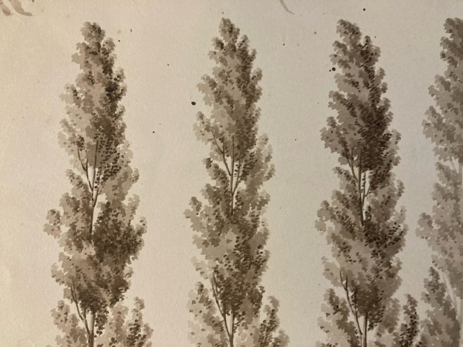 Dessin XIXe 1828 Encre Lavis Étude Ancien Arbre Branche Art Feuille