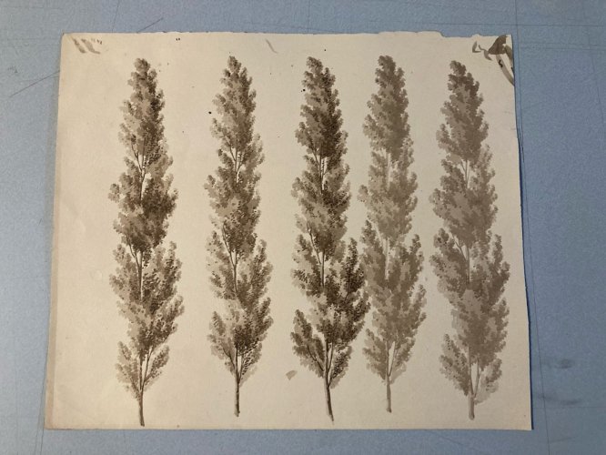 Dessin XIXe 1828 Encre Lavis Étude Ancien Arbre Branche Art Feuille