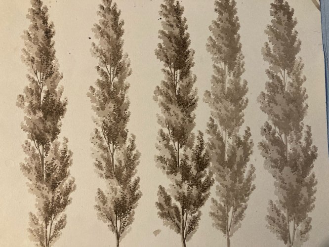 Dessin XIXe 1828 Encre Lavis Étude Ancien Arbre Branche Art Feuille