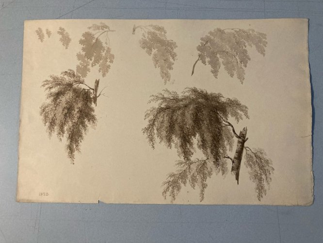 Dessin XIXe 1828 Encre Lavis Étude Ancien Arbre Branche Feuille Art