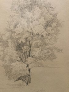 Drawing 19th Century 1850 Landscape Pencil Antique Painting Tree Forest Drawing Trunk Art