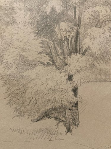 Dessin XIXe 1850 Paysage Crayon Ancien  Peinture Arbre Foret Drawing Tronc Art
