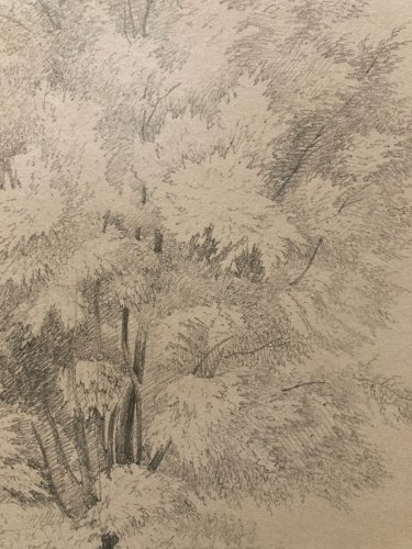 Dessin XIXe 1850 Paysage Crayon Ancien  Peinture Arbre Foret Drawing Tronc Art