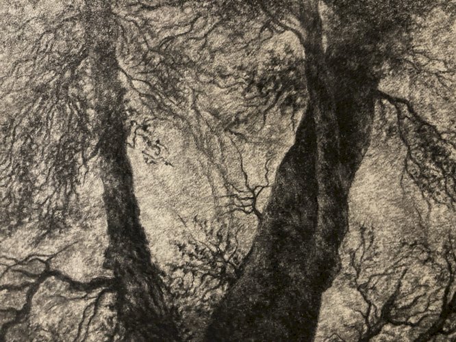 Dessin XIXe Peinture Papier Paysage Fusain A Identifier Forêt Barbizon Art