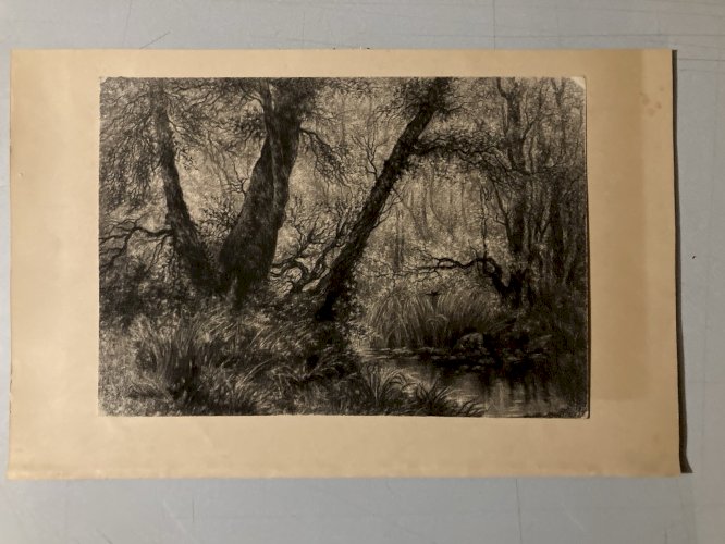 Dessin XIXe Peinture Papier Paysage Fusain A Identifier Forêt Barbizon Art