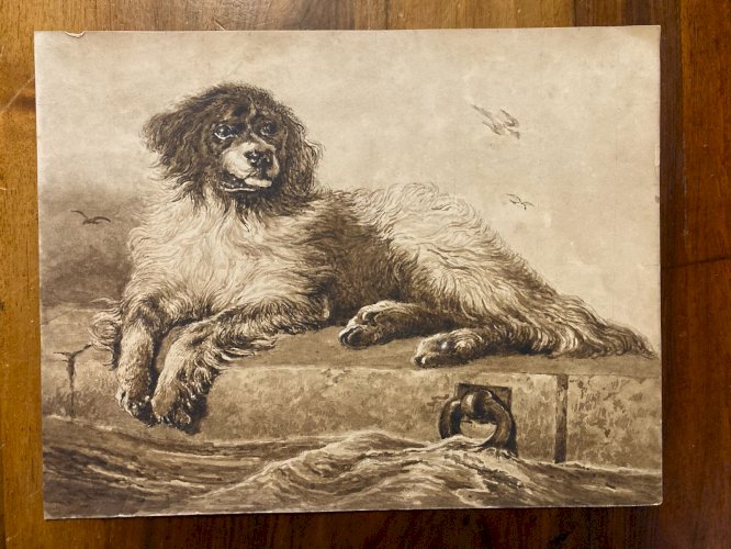 Drawing Dessin Lavis Encre Sur Papier XIXe  1850 Animaux Animal Chien Art Old