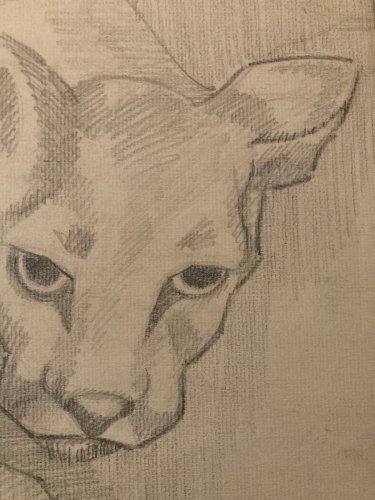 Drawing dessin Lion Félin Cubiste Cubisme Ancien 1950 A Identifier Animal Old