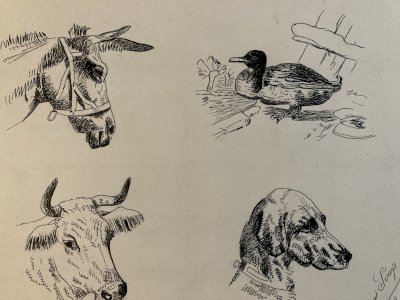 Drawing Dessin Peinture Encre Sur Papier 1914 Âne Animal Animaux Old Ancien Art