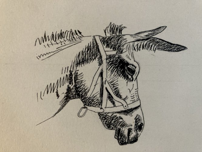 Drawing Dessin Peinture Encre Sur Papier 1914 Âne Animal Animaux Old Ancien Art