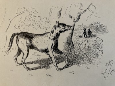 Drawing Dessin Peinture Encre Sur Papier 1914 Loup Animal Animaux Old Ancien Art