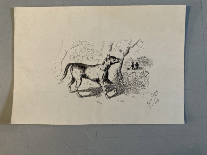 Drawing Dessin Peinture Encre Sur Papier 1914 Loup Animal Animaux Old Ancien Art