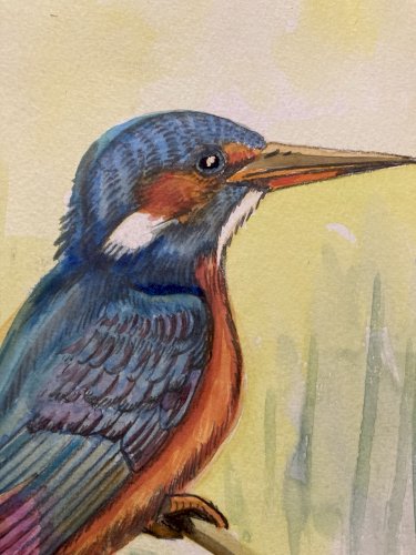 Drawing Original Dessin 1950 Peinture Papier Gouache Oiseau Martin Pêcheur Art