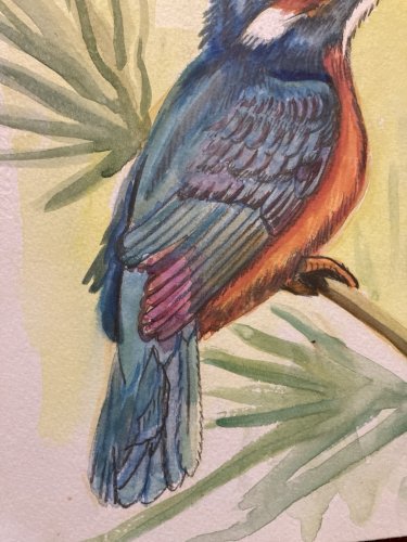 Drawing Original Dessin 1950 Peinture Papier Gouache Oiseau Martin Pêcheur Art