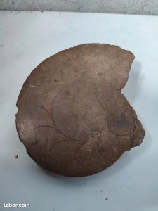 fossil ammonite? in good condition