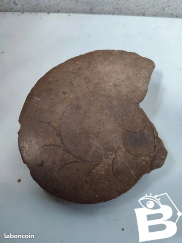 fossile ammonite ? en bon etat